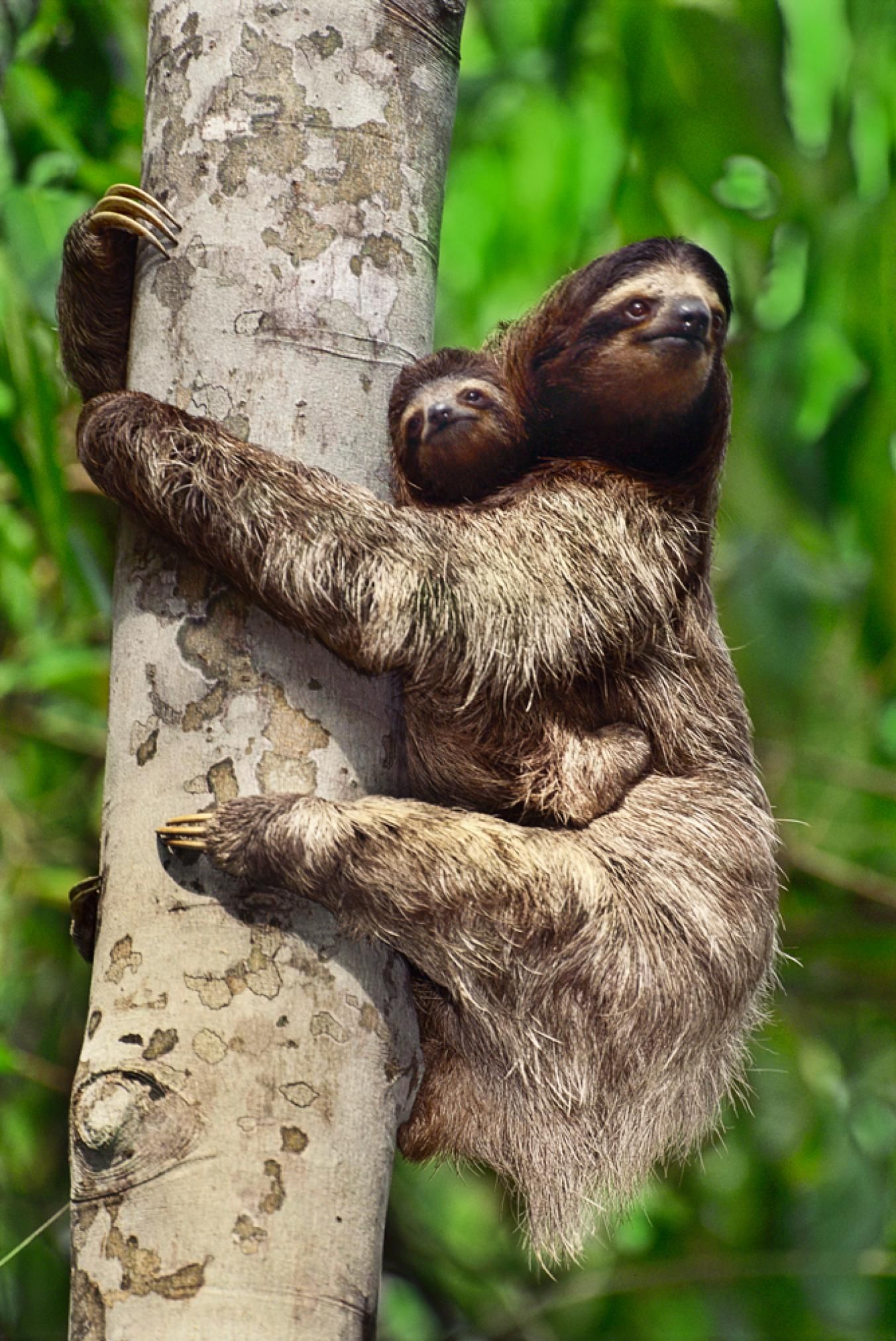 A mother sloth with her baby on her back
