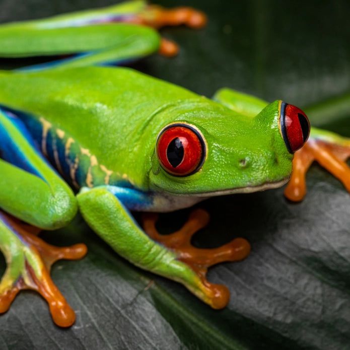 A red-eyed tree frog showing its bright colors