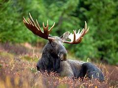 A moose