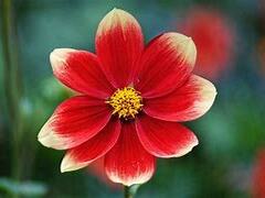 A red flower
